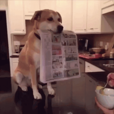 Dog holding newspaper